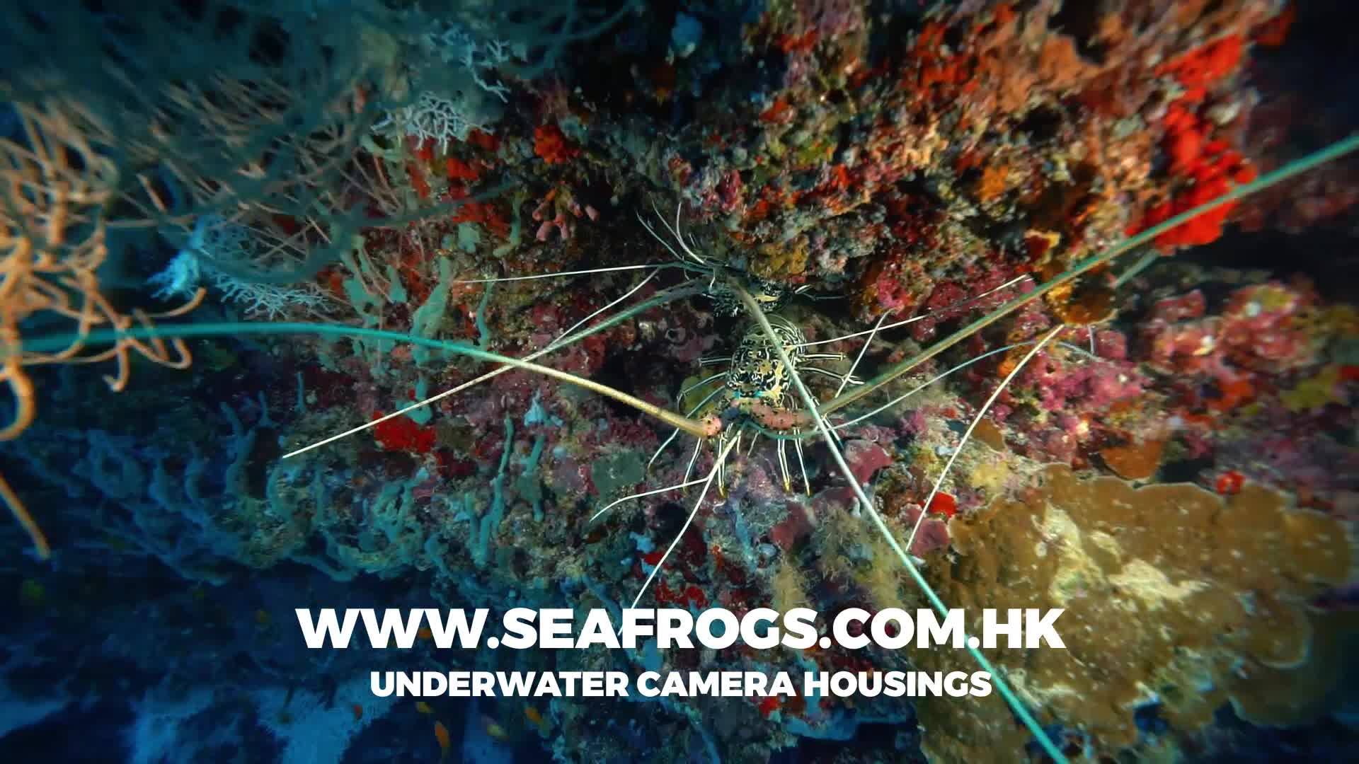 We would like to introduce newly released SeaFrogs.com.hk unit for Sony DSC-RX100 VI camera (RX100M6)