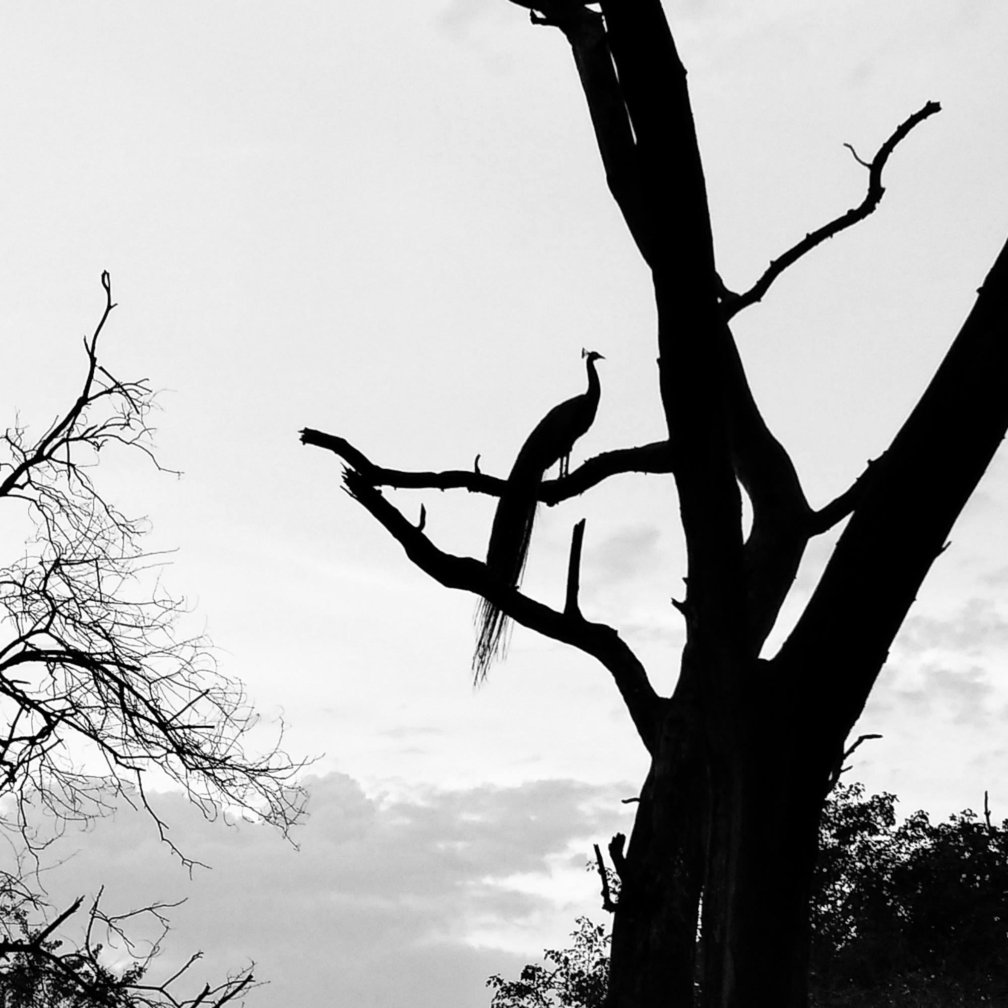 Can you guess the name of this large and majestic bird?