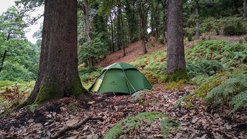 Can you hear the breath of the forest?