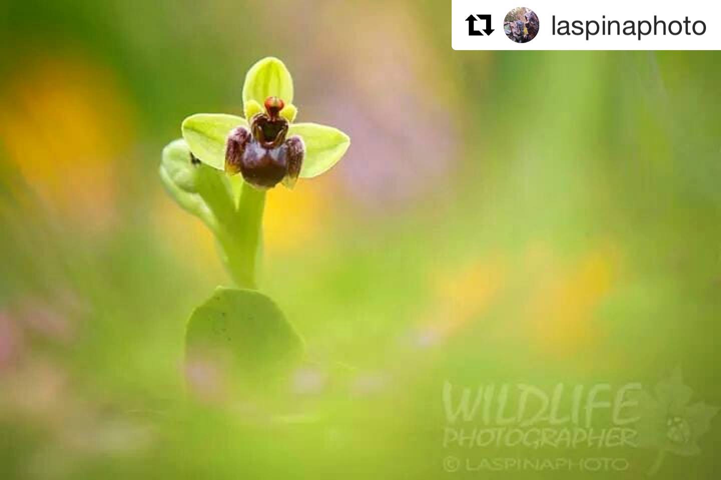 #Repost @laspinaphoto with @get_repost