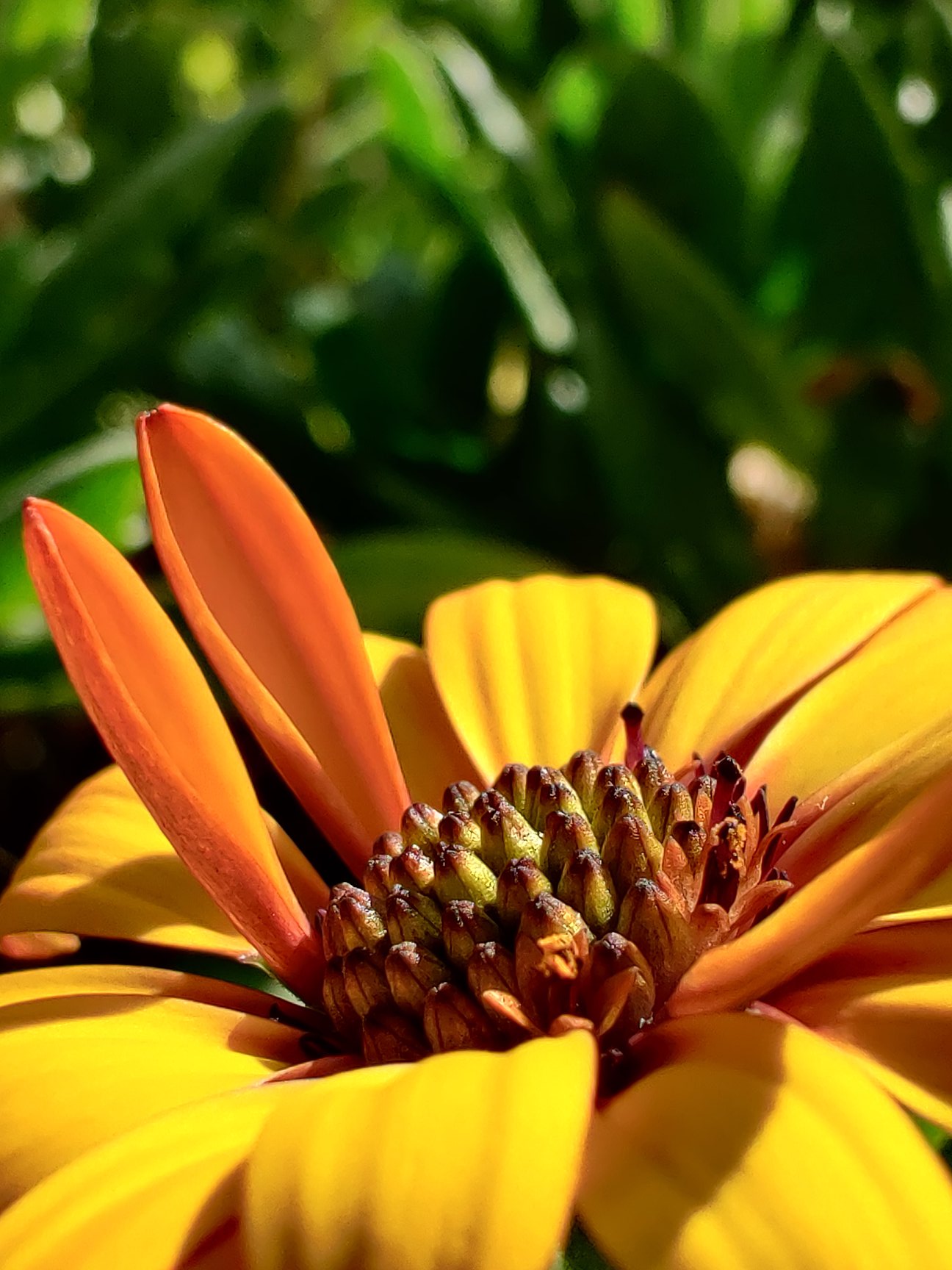 Congratulations to OnePlus community member antonyjen whose amazing macro shots were featured in our #OnePlus7T launch event last week. Tiny subject 🌼 Huge impact 👏