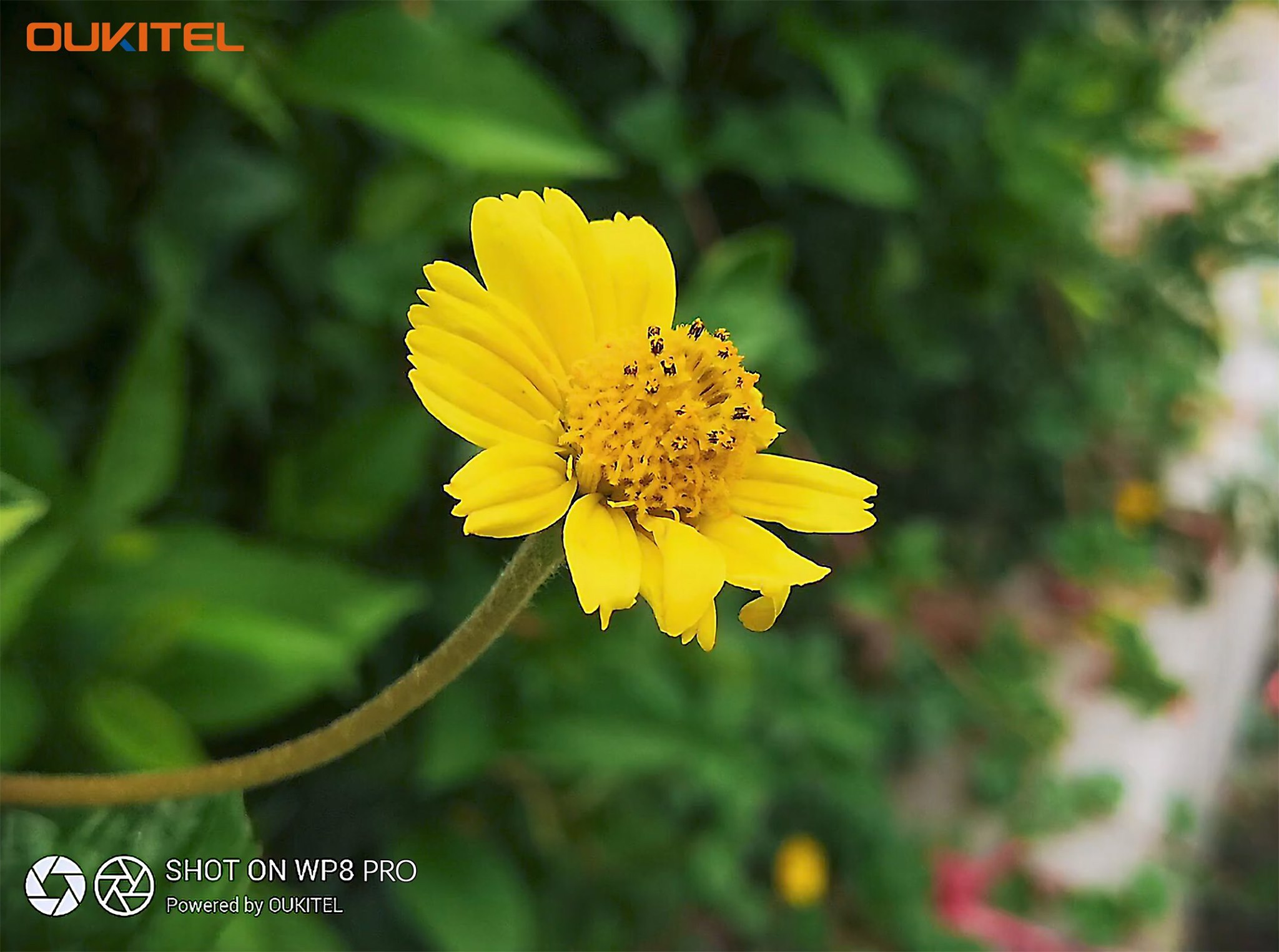 Let's take a look at this stunning picture taken by Triple rear camera of #OUKITEL #WP8Pro😍