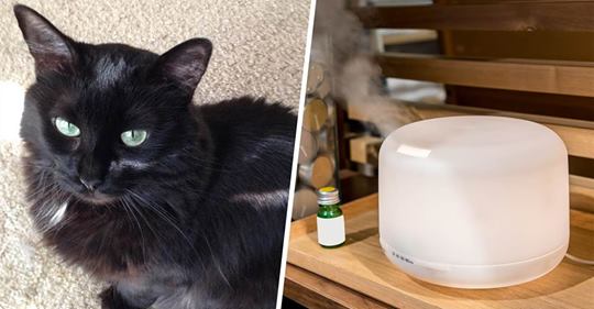 Essential oils are more popular than ever, but are they safe for cats?