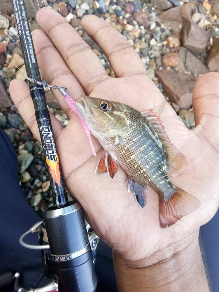 Baby Siakap Merah On Trulinoya SPERMA 48mm/0.2G Match by Trulinoya Micro JigHead 0.8G!  #ultralightanglers #GanuUltralightAngler #KakiRedoh