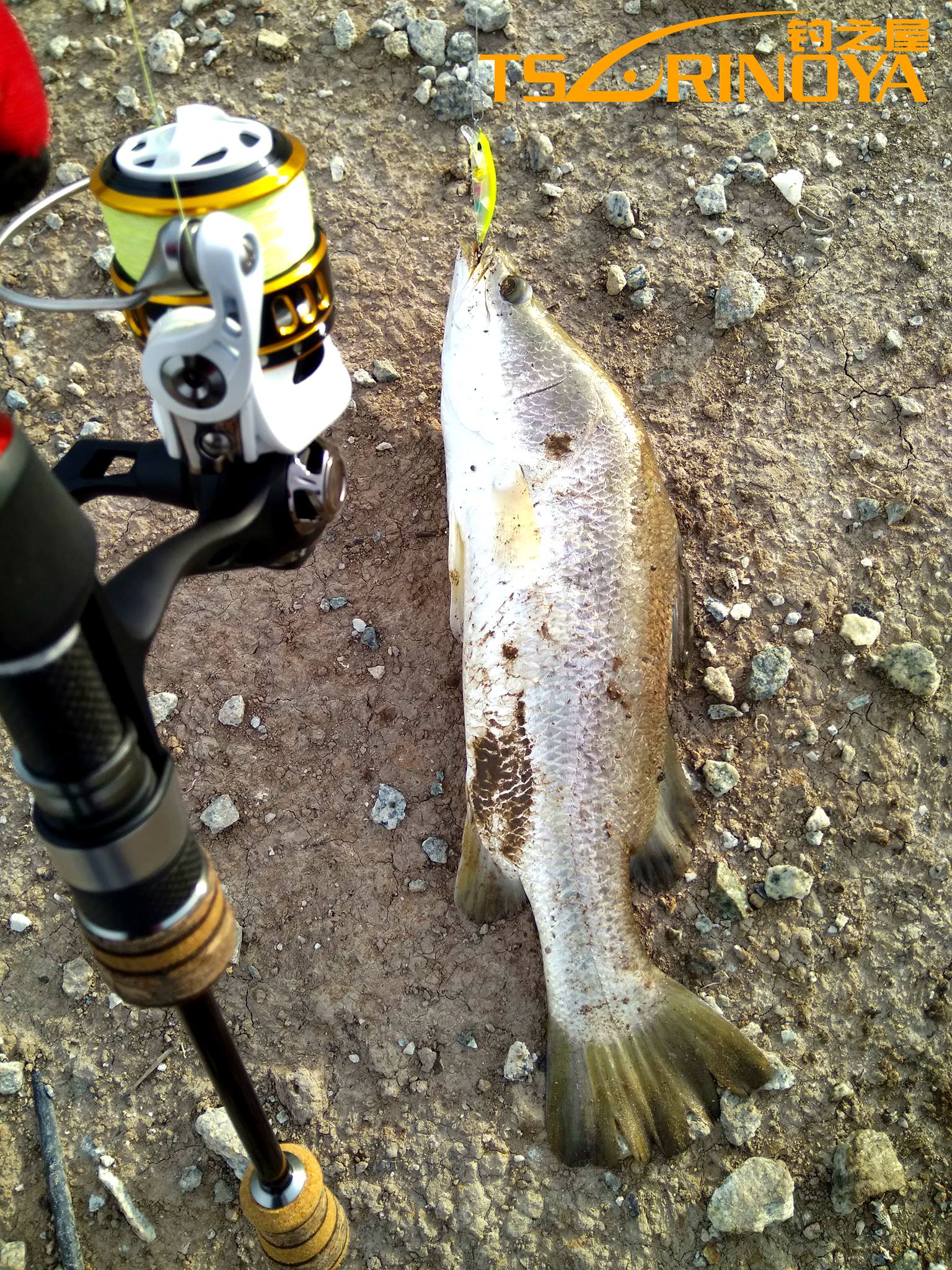 3 Different Color From Trulinoya DW63 Sinking Minnow All In Strike Barramundi , Fish ON!!! Action FlutterStick On Sinking Very Attrack Predator Attack It, Well Done! 