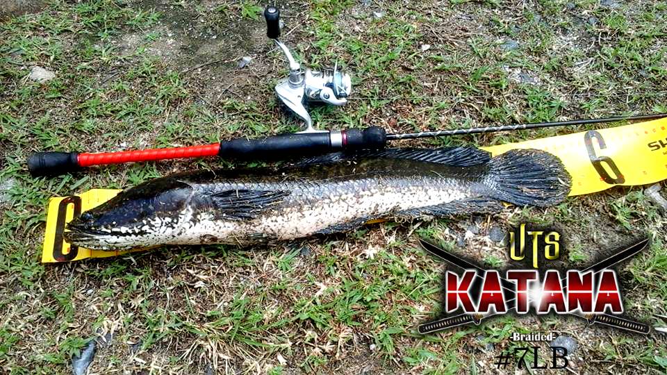 55cm++ Great Size Haruan  landed On Katana 4Power 7LB, Good Job Bro ,Katana 7LB Is Your Trusted Brand for Ultralight/Finesse Fishing!! 