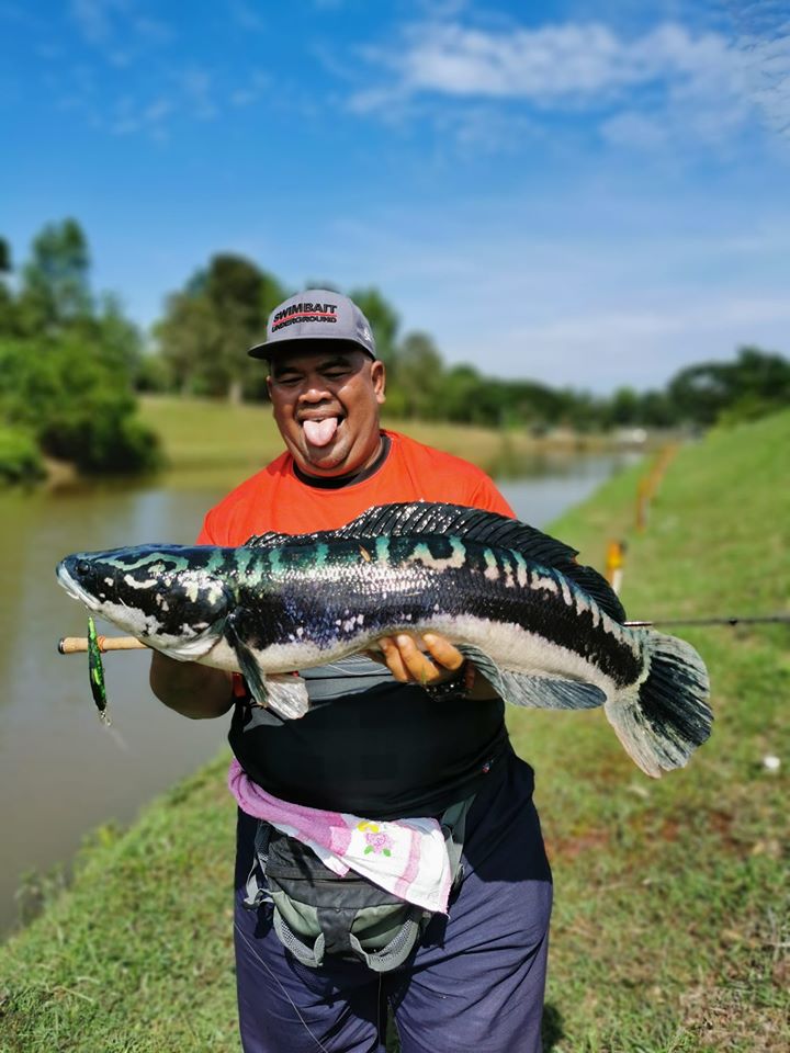 Antara Gewang yang paling digemari ketika menduga Large Mouth Bass atau Small Mouth Bass adalah JerkBait. Mengapa Gewang tersebut di cipta?