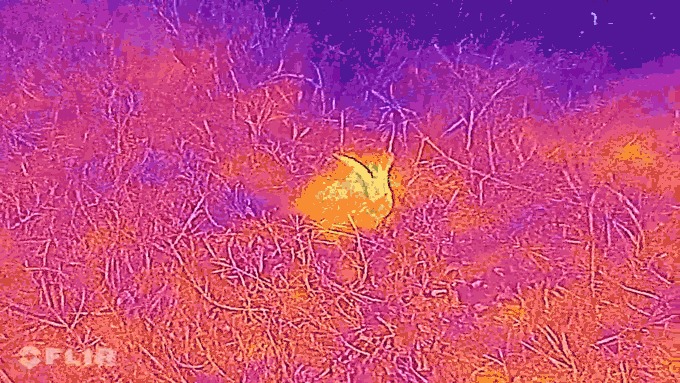 With the #Blackview #BV9800Pro FLIR® Lepton® thermal camera, you can easily spot the little animal with heat, like rabbit, camouflaged in the grass, then you can get this cute video clip.😜😜