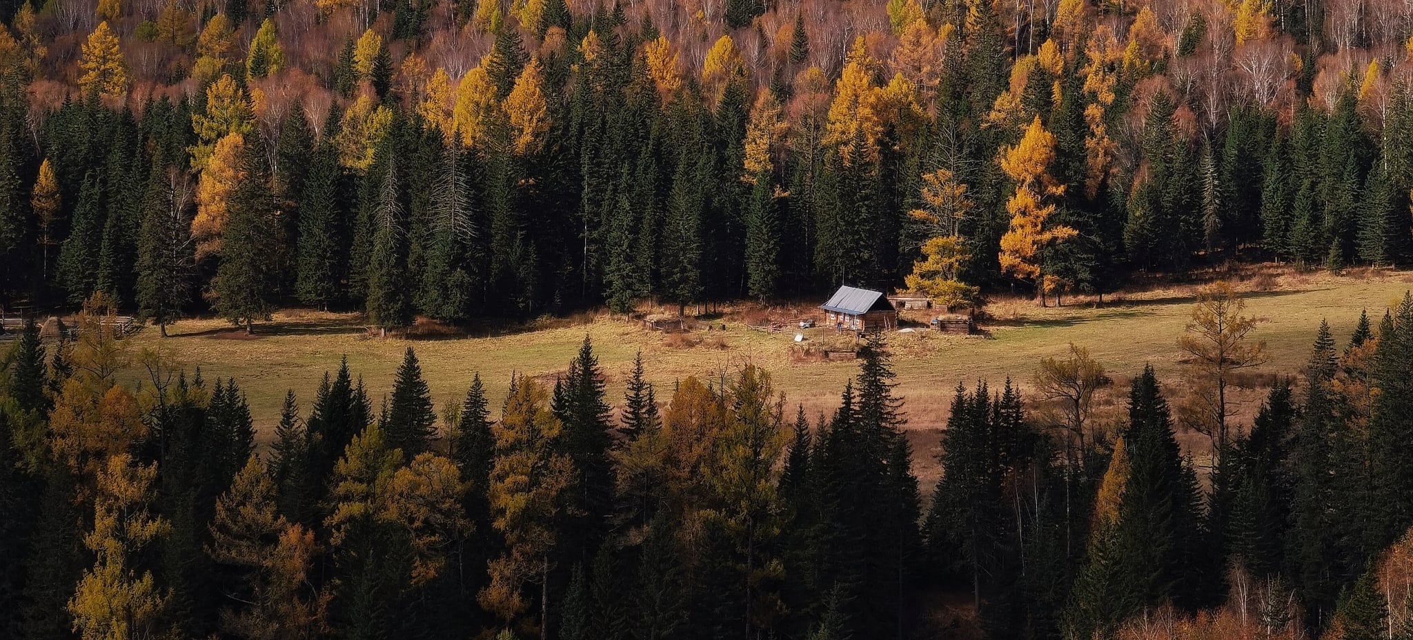 📸Photo taken by YN85mm F1.8S DF DSM  in Xinjiang The yellow leaves remind me that autumn is coming.