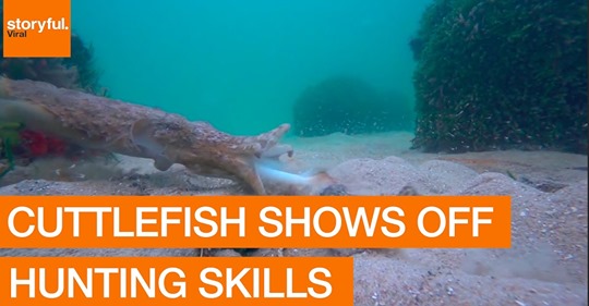 How cuttlefish hunts