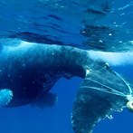 Whales get entangled in fishing lines and other ocean debris, which can injure and eventually kill them. Authorized groups who free these large animals are now using #drones to help.