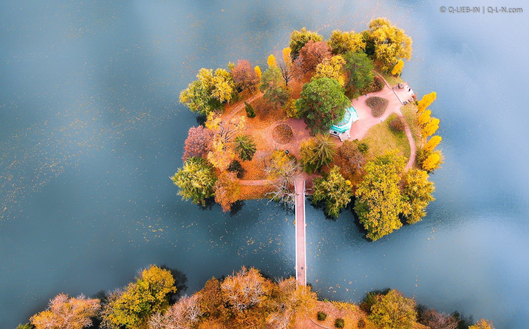 Trees growing on a tree. 