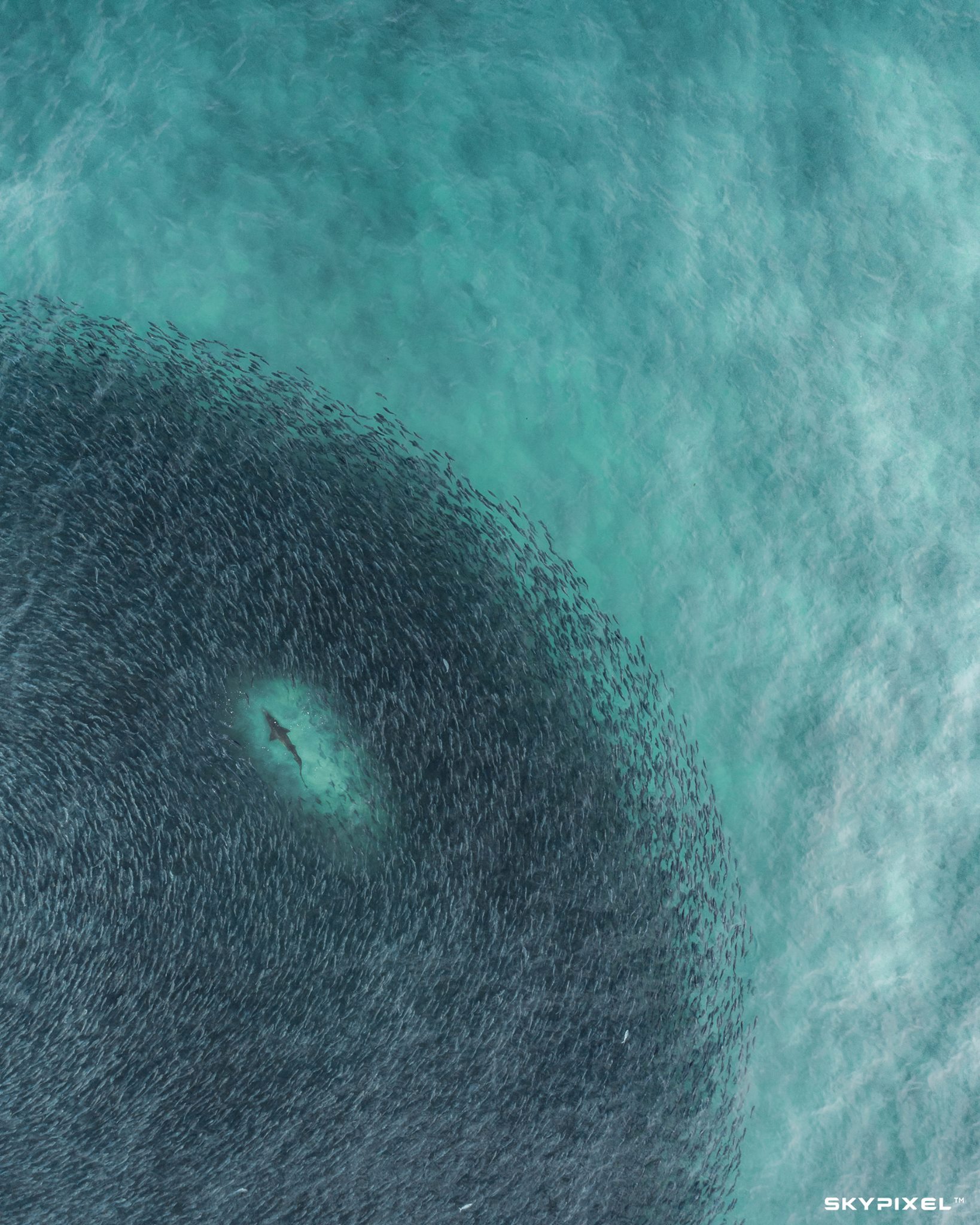 Just outside of Sydney’s Tamarama Beach, a gargantuan swarm of salmon is disrupted by a solitary shark looking for food.