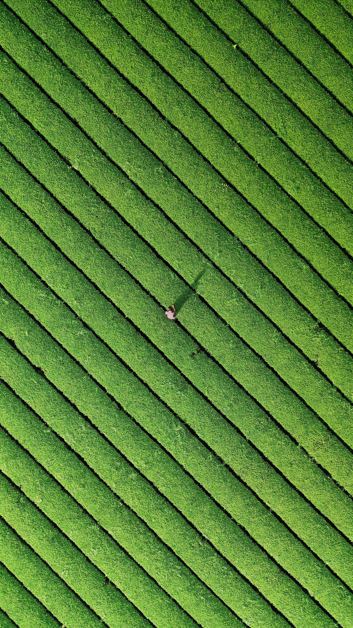 ทีมเขียว หรือ ทีมแดง - ดีน้าาา😍😍 📸 : TATSU☘️ , CunodeBruin 🍁 | Mavic 2 Pro ดูเพิ่มเติม >>> www.tomtop.com DJI 13 Store ตัวแทนจำหน่ายอย่างเป็นทางการ DJI ประเทศไทย