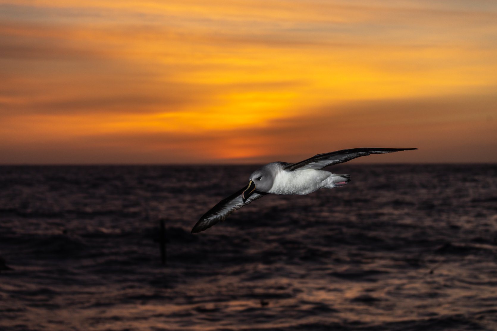 Marine Biologist, Conservationist and Photographer Alastair King @fishsaucephotography