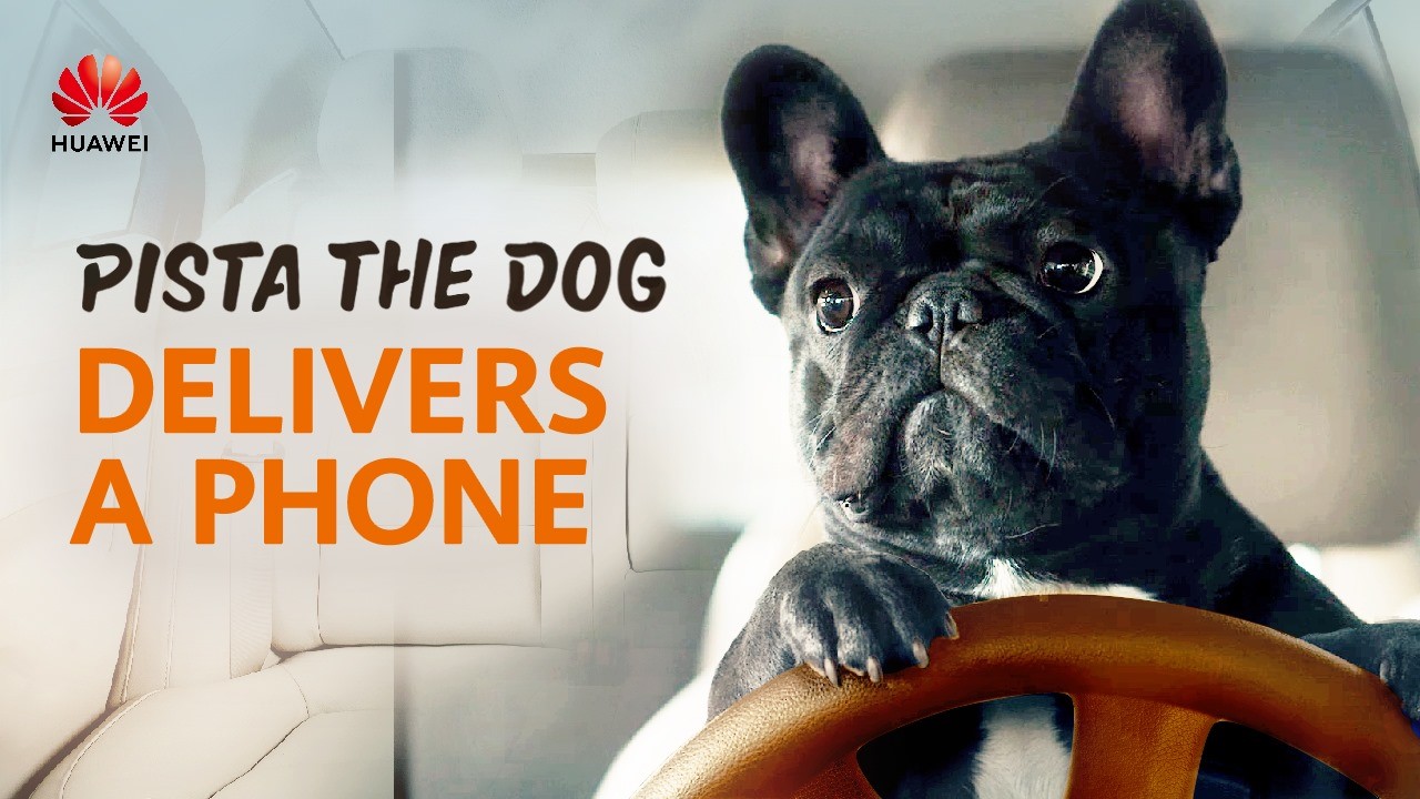 🐶 Day 2: Got a need for speed? Pista promises #Huawei’s fastest delivery service! How can he help you? #DogoftheDay #DogsAtWork  A. Deliver me a new phone 