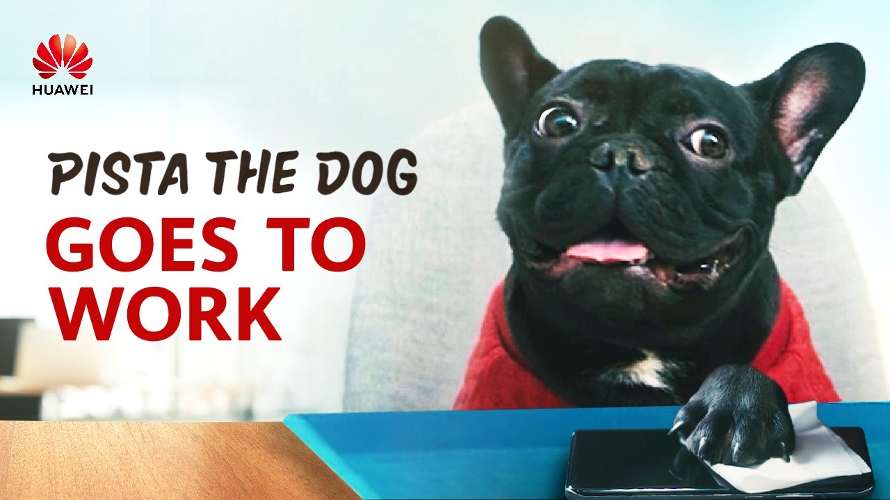 🐶 Day 1: Challenge accepted! Need your phone fixed? Pista is here to solve all your problems. How did this pooch do on his first day at #Huawei? Rate his service below! #DogoftheDay #DogsAtWork  A.⭐️⭐️ 