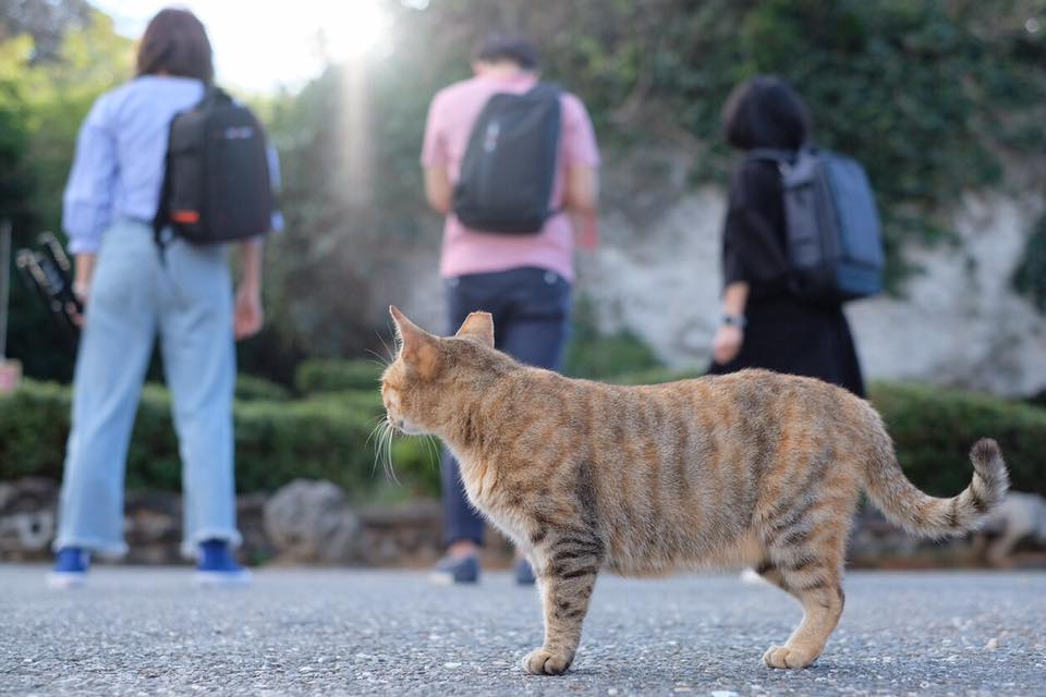 天氣晴的午後 懶洋洋的貓 也知道要揹起包包遊樂趣🎒🎒