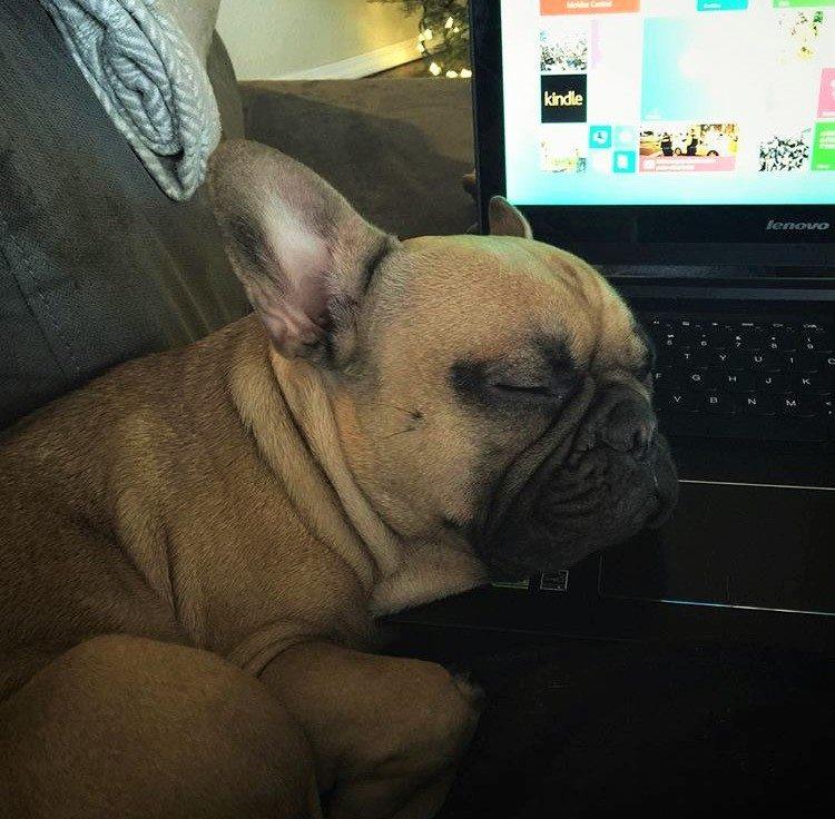 ဟိုကောင် ခေါင်းအုံးမဟုတ်ဘူးနော် Laptop ဟ 😕 (IG Photo: @itsfrankiethefrenchie)