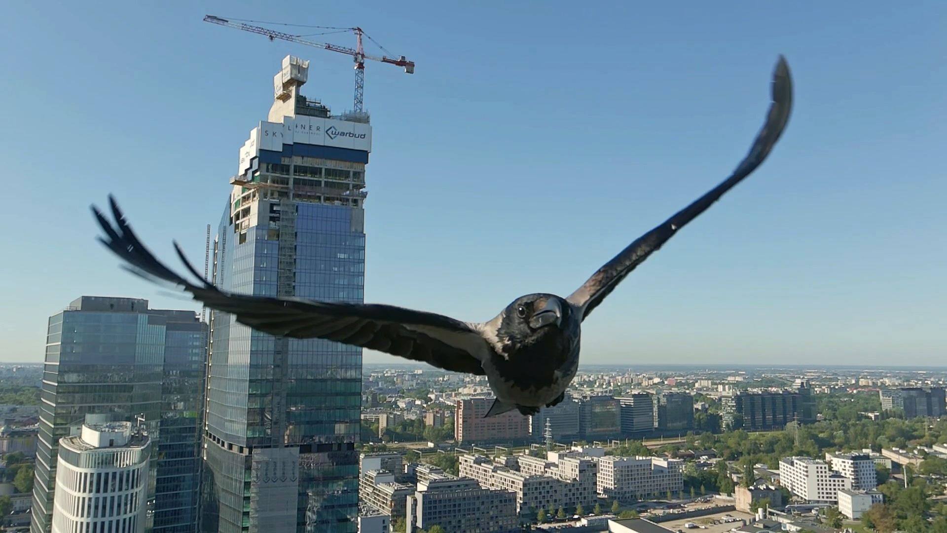 The beauty of flight. Captured at 240fps on Mavic Air 2 by Warsaw By Drone. 