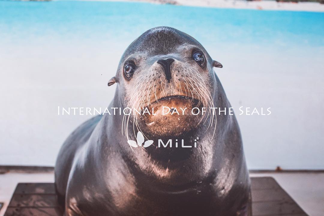 Today is international day of the seals. Do you know seal is rare animal? 