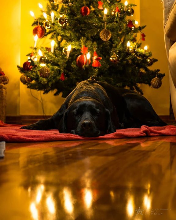 Shaquille🐶 was waiting for Santa to come...(Maybe he wondered: "why Santa hasn