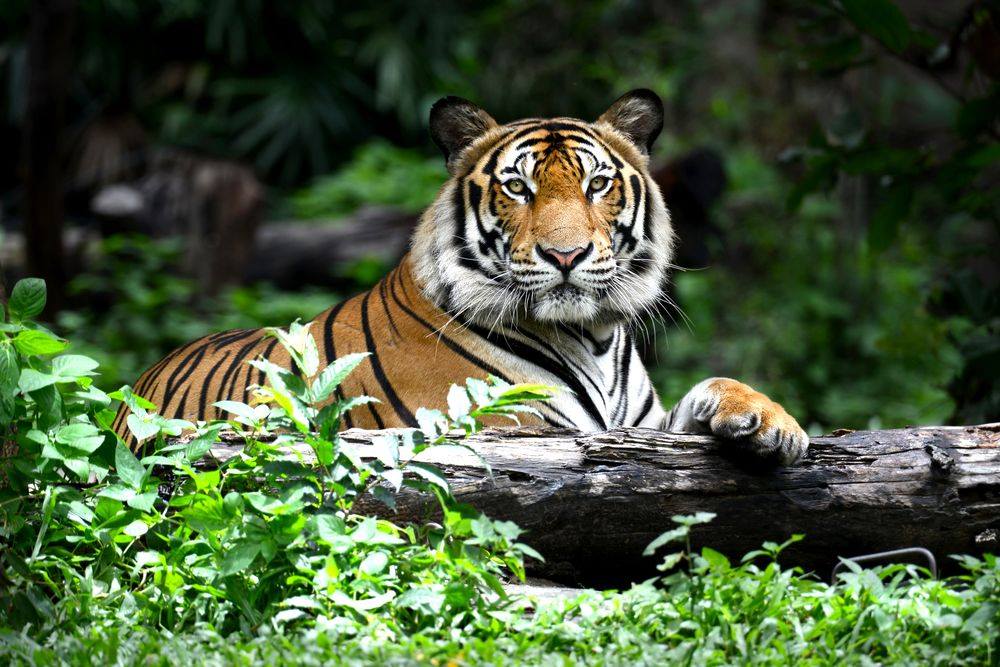 The Bengal tiger is the national animal of India. An endangered species with about 2,500 left in the wild, they are protected in tiger reserves across India. Each of your photos is unique, let a Toshiba SD card protect it for you. 