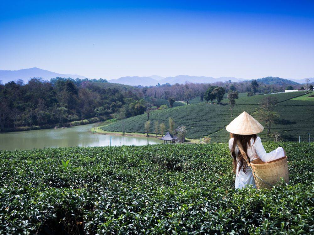 Distinct by its conical shape, the Non La is a traditional symbol of Vietnam. One of the few cultural icons that has retained its popularity over time, the bamboo-made hat is a time-tested beauty. Like Non La, a Toshiba SD card is created to stand the test of time. 