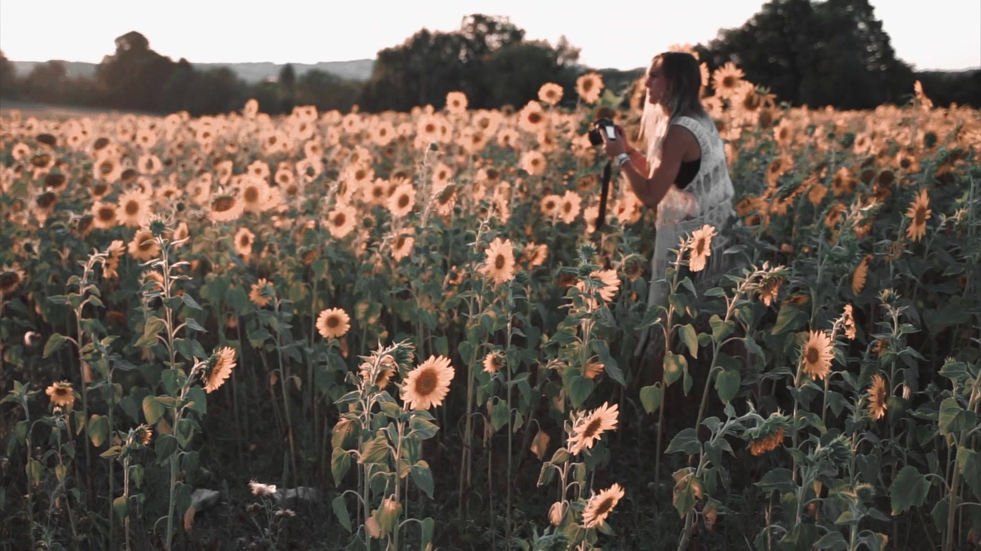 Enjoying the sunflowers. 