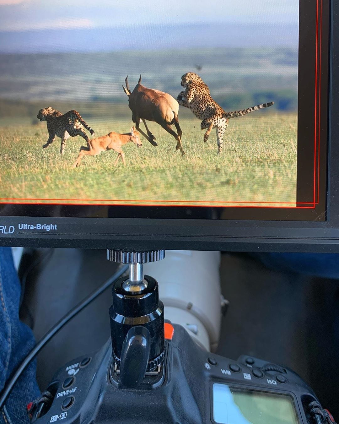 New low angle system is working great. Shooting stills via a monitor is a revelation. FEELWORLD FW279 7'' ultra brint 2200nit field monitor is good choice for ourdoor filming, when a cheetah walks past the car.