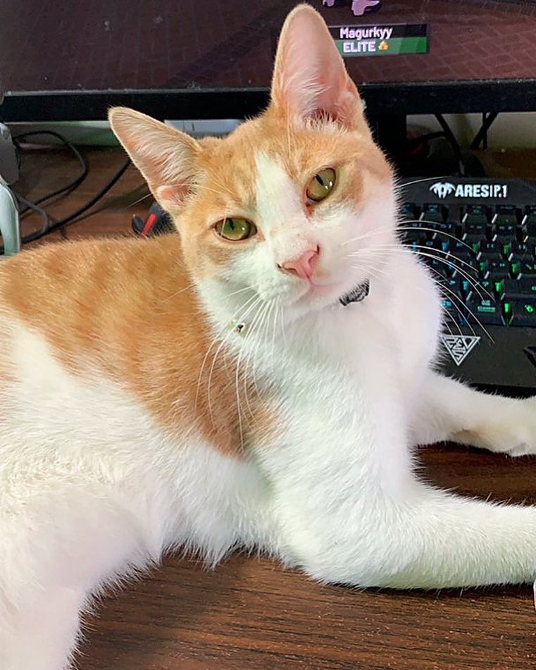 🐱 Feelin’ cute.. Might let you game later Idk? 🐾 ♦ Gamdias ARES P1 RGB Gaming KB 🌈: 