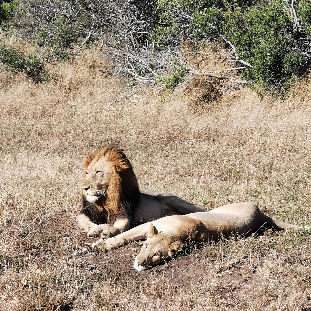 Photography fit for a King with the #HuaweiP30Pro 🦁. 