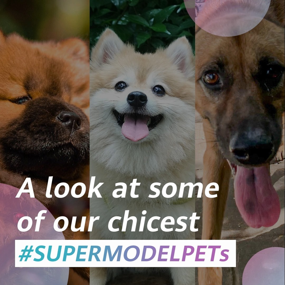 Take a look at some of the slow-motion submissions we've received (took us some time to go through them all 😉). Here are some of our chicest #SupermodelPet s 🐕